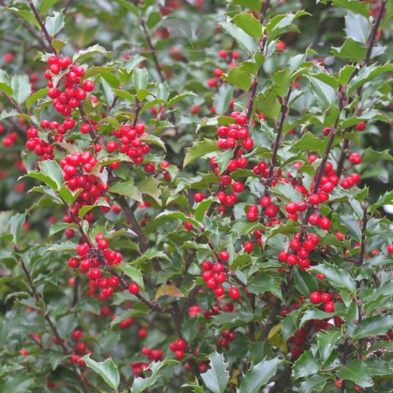 Hulst Ilex Blue Princess 40-60 cm in Pot | Haagplant | Gardline