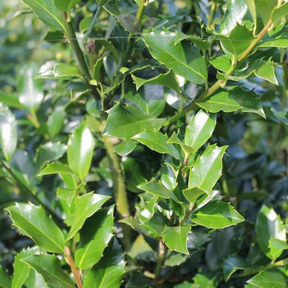 Hulst Ilex Blue Maid 40-60 cm in Pot | Haagplant | Gardline