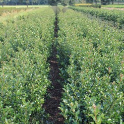 Hulst Ilex Blue Maid 40-60 cm | Haagplant | Gardline