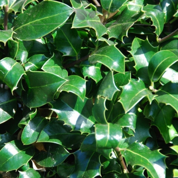 Hulst Ilex Heckenpracht 40-60 cm | Haagplant | Gardline