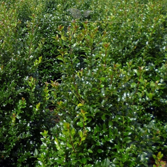 Hulst Ilex Heckenpracht 40-60 cm | Haagplant | Gardline