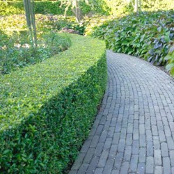 Hulst Ilex Heckenpracht 60-80 cm | Haagplant | Gardline