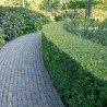 Hulst Ilex Heckenpracht 40-60 cm in Pot | Haagplant | Gardline Hulst Ilex Heckenpracht 40-60 cm in Pot | Haagplant | Gardline