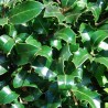 Hulst Ilex Heckenpracht 40-60 cm in Pot | Haagplant | Gardline Hulst Ilex Heckenpracht 40-60 cm in Pot | Haagplant | Gardline