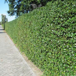 Hulst Ilex Heckenfee 40-60 cm | Haagplant | Gardline