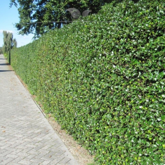 Hulst Ilex Heckenfee 40-60 cm | Haagplant | Gardline