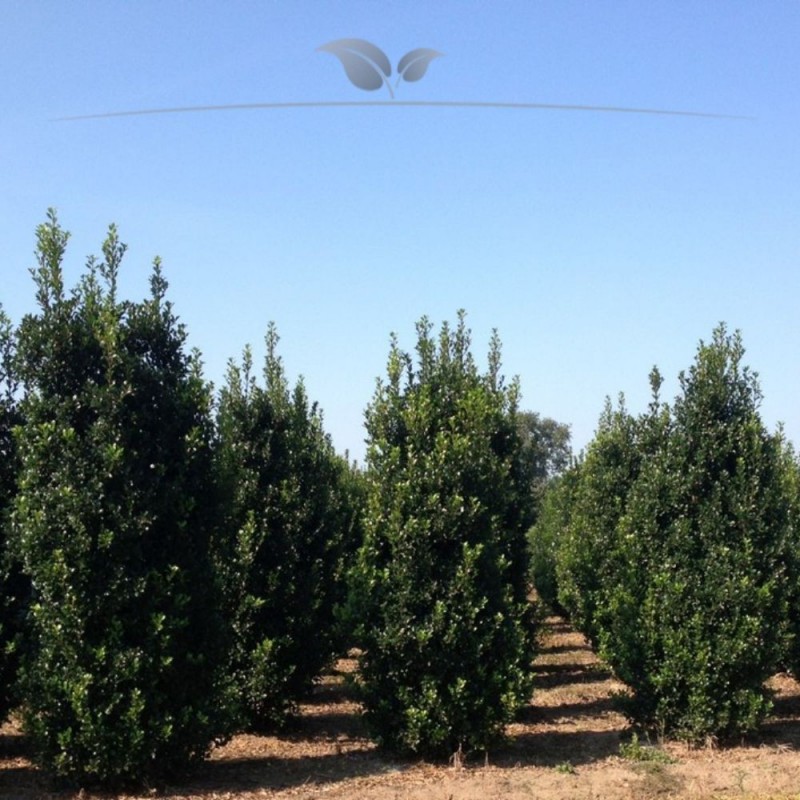 Hulst Ilex Heckenfee 175-200 cm | Haagplant | Gardline