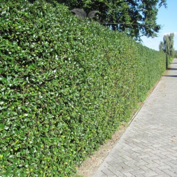 Hulst Ilex Heckenfee 40-60 cm in Pot | Haagplant | Gardline