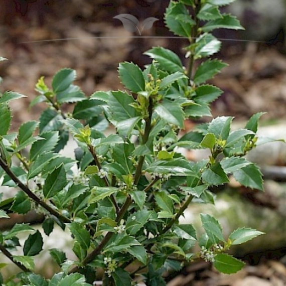 Hulst Ilex Heckenfee 40-60 cm in Pot | Haagplant | Gardline