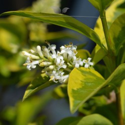 Wintergroene Liguster Atrovirens 60-80 cm in Pot | Haagplant | Gardline