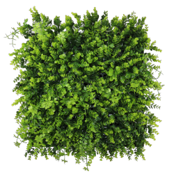 Buxus sempervirens grove...