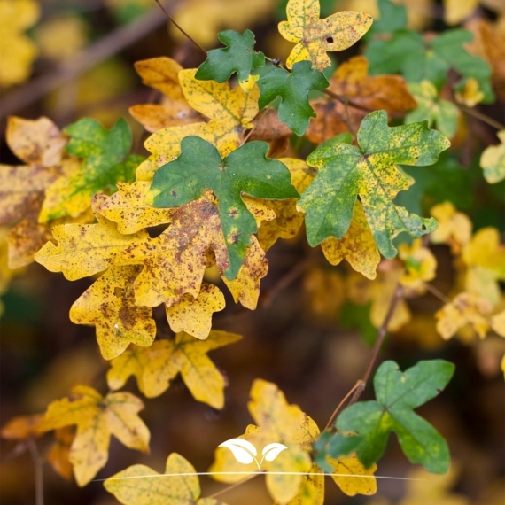 Veldesdoorn - Spaanse Aak - Acer campestre | Gardline