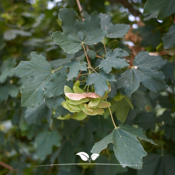 Veldesdoorn - Spaanse Aak - Acer campestre | Gardline