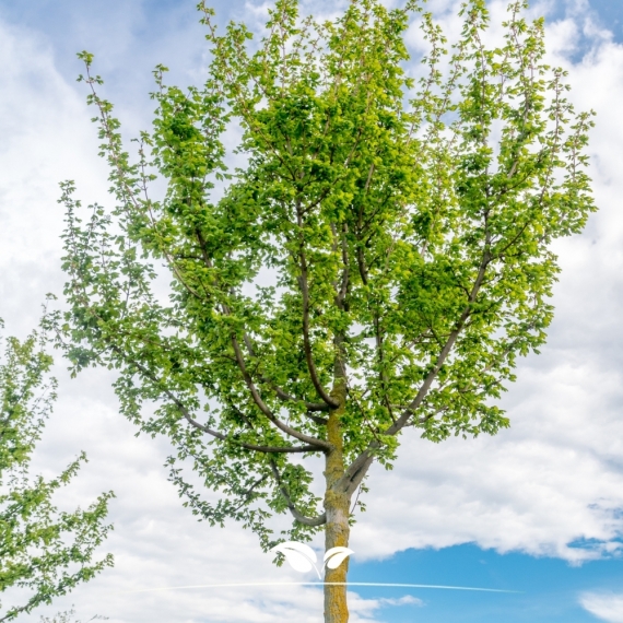 Veldesdoorn - Spaanse Aak - Acer campestre | Gardline