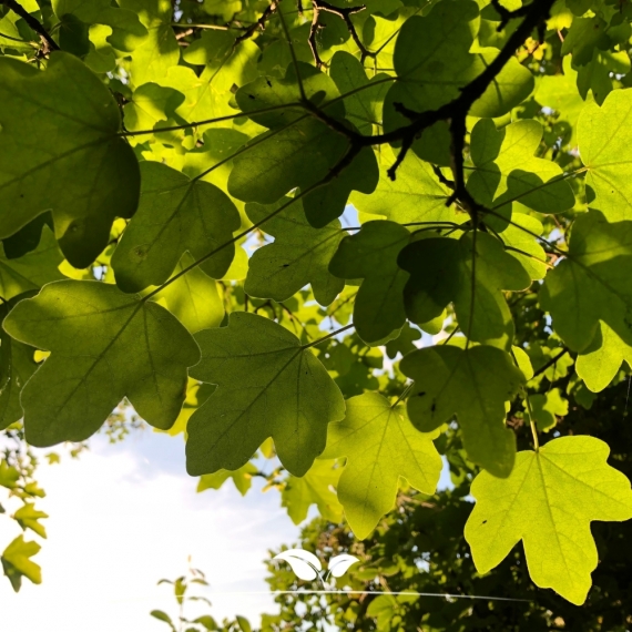 Veldesdoorn - Spaanse Aak - Acer campestre | Gardline