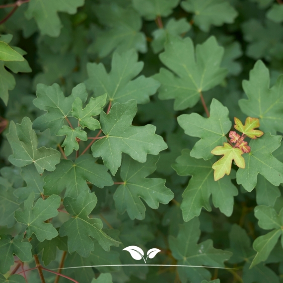 Veldesdoorn - Spaanse Aak - Acer campestre | Gardline