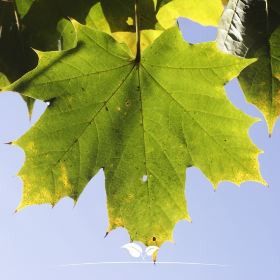 Smalle Noorse Esdoorn Columnare - Acer platanoides Columnare | Gardline