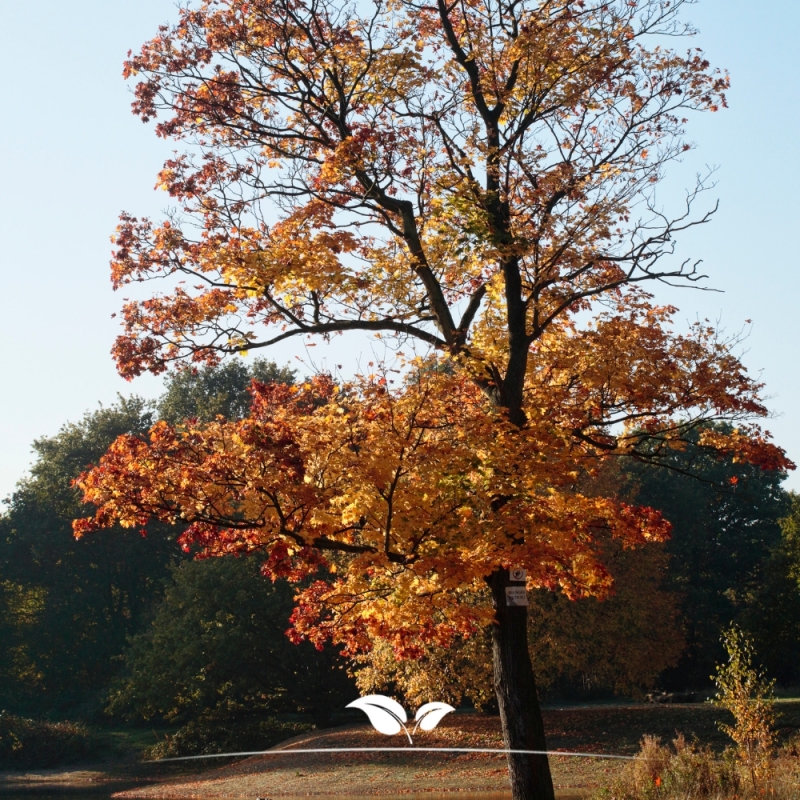 Smalle Noorse Esdoorn Columnare - Acer platanoides Columnare | Gardline