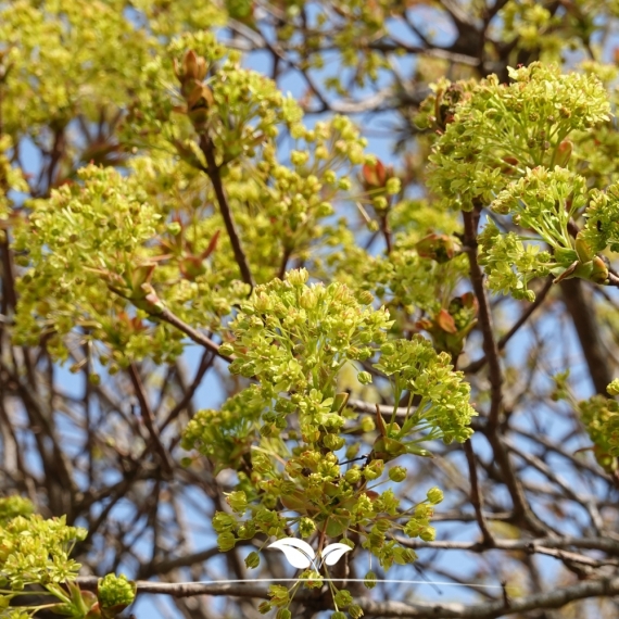 Bolesdoorn - Acer platanoides Globosum | Gardline