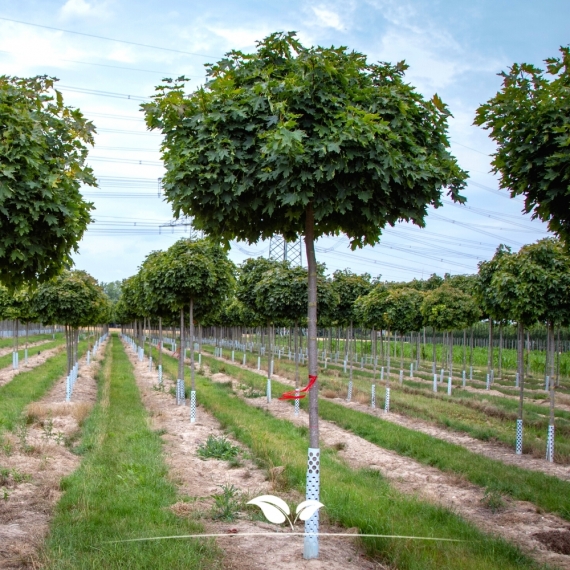 Bolesdoorn - Acer platanoides Globosum | Gardline