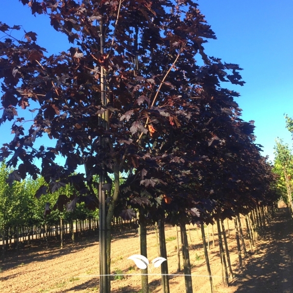 Acer platanoides Royal Red | Gardline