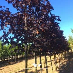 Roodbladige Noorse Esdoorn Royal Red - Acer platanoides Royal Red | Gardline