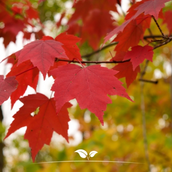 Acer rubrum Red Sunset | Gardline