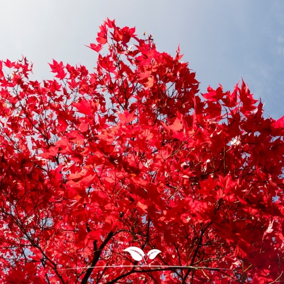 Acer rubrum Red Sunset | Gardline