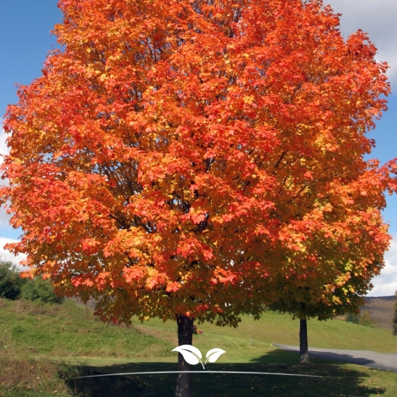 Acer rubrum Red Sunset | Gardline