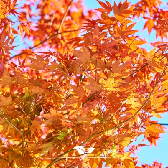 Acer rubrum Red Sunset | Gardline