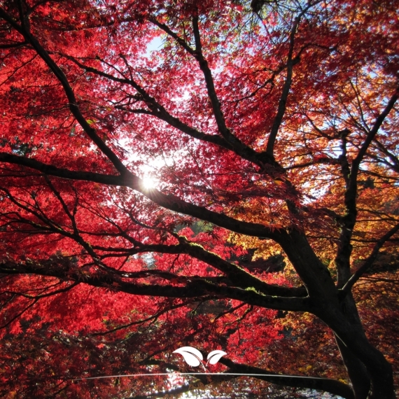 Acer rubrum Red Sunset | Gardline