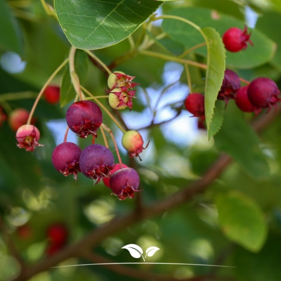 Krentenboom - Amelanchier lamarckii | Gardline