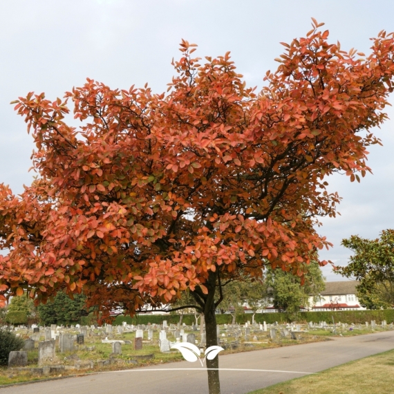 Krentenboom - Amelanchier lamarckii | Gardline