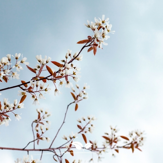 Amelanchier lamarckii