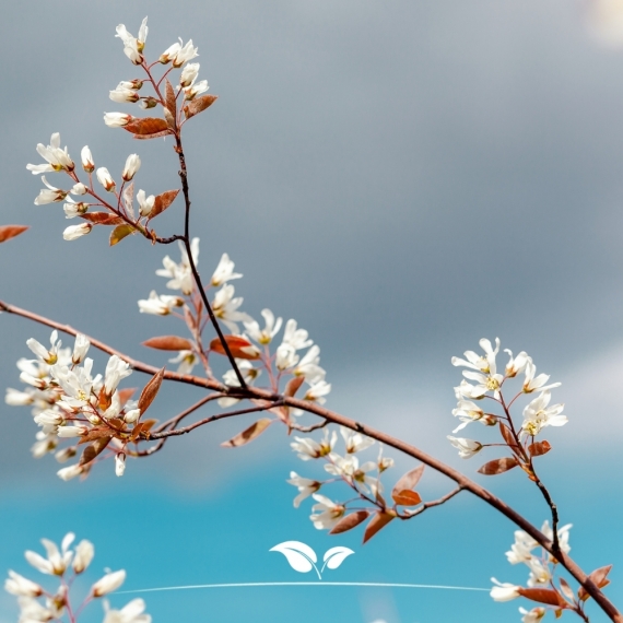 Amelanchier lamarckii