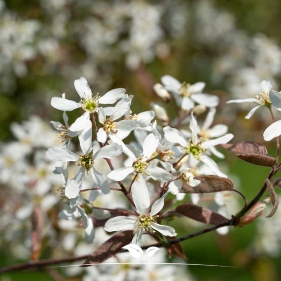 Amelanchier lamarckii