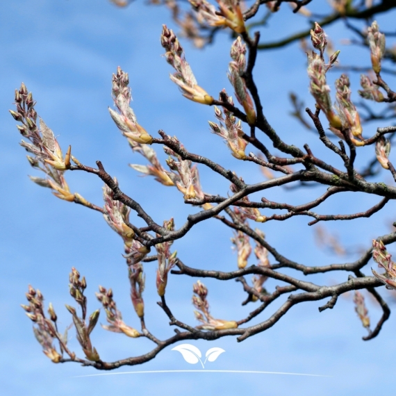 Amelanchier lamarckii