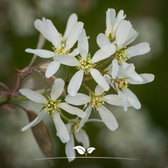 Amelanchier lamarckii