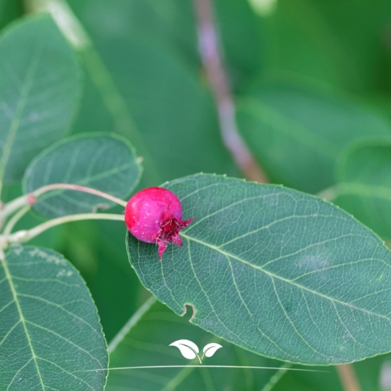 Amelanchier lamarckii