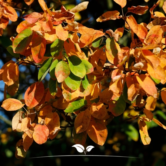 Amelanchier lamarckii