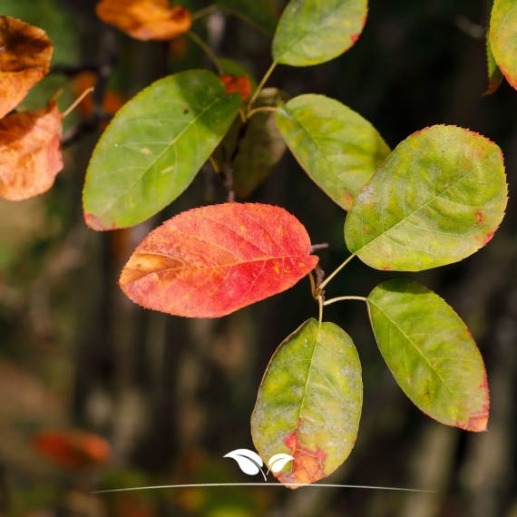 Amelanchier lamarckii