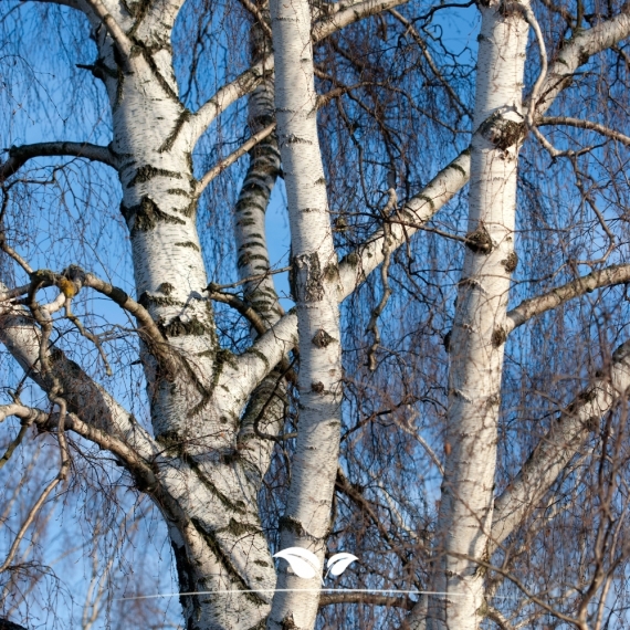 Ruwe Berk - Gewone Berk - Betula pendula | Gardline