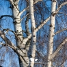 Ruwe Berk - Gewone Berk - Betula pendula | Gardline Ruwe Berk - Gewone Berk - Betula pendula | Gardline