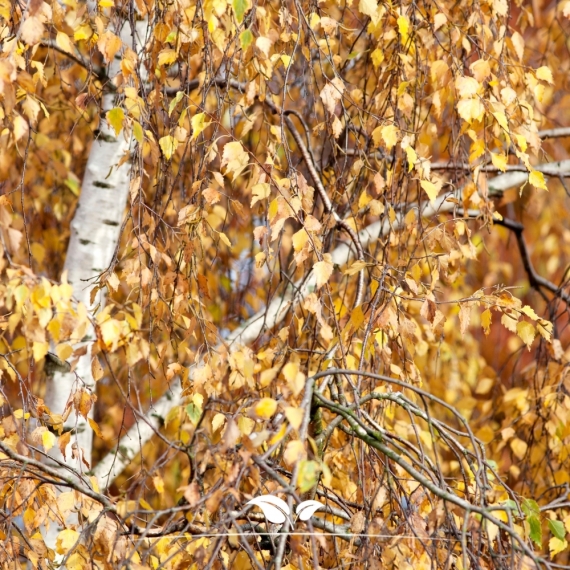 Ruwe Berk - Gewone Berk - Betula pendula | Gardline