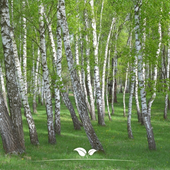 Ruwe Berk - Gewone Berk - Betula pendula | Gardline