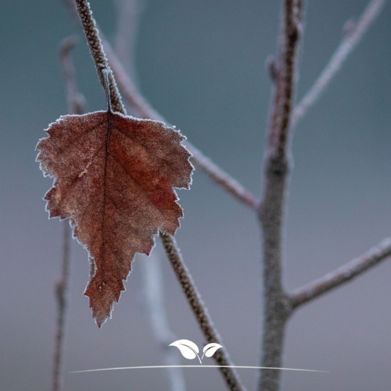 Ruwe Berk - Gewone Berk - Betula pendula | Gardline