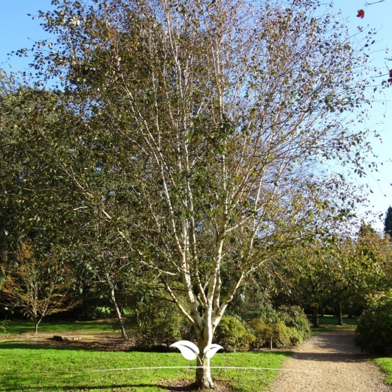 Betula utilis | Gardline