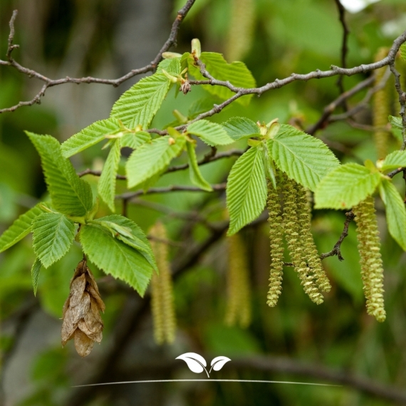 Zuilhaagbeuk Frans Fontaine - Carpinus betulus Frans Fontaine | Gardline