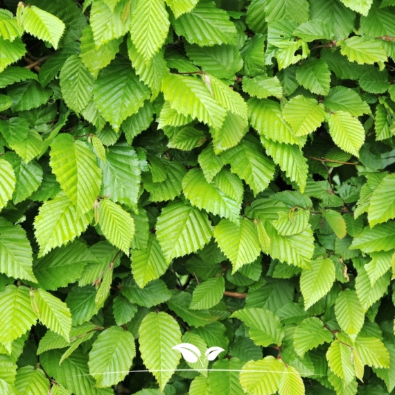 Zuilhaagbeuk Frans Fontaine - Carpinus betulus Frans Fontaine | Gardline