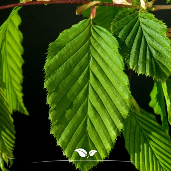 Zuilhaagbeuk Frans Fontaine - Carpinus betulus Frans Fontaine | Gardline